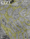 深耕神经胶质 36 年：GLIA 如何重塑神经科学的研究格局
